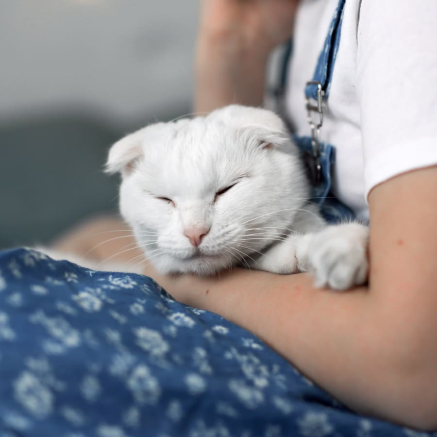 Veterinary Acupuncture in Westminster