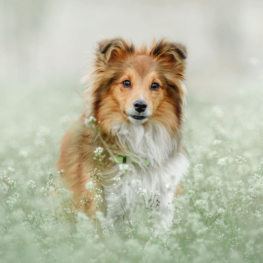 Dog Dentist in Westminster