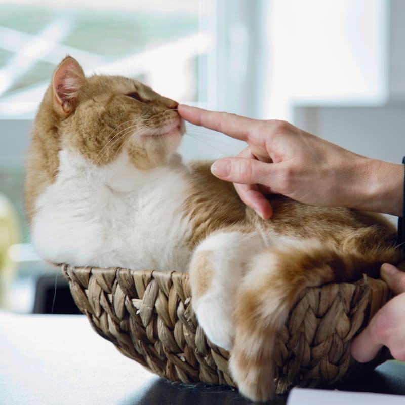 Geriatric Cat Care in Westminster