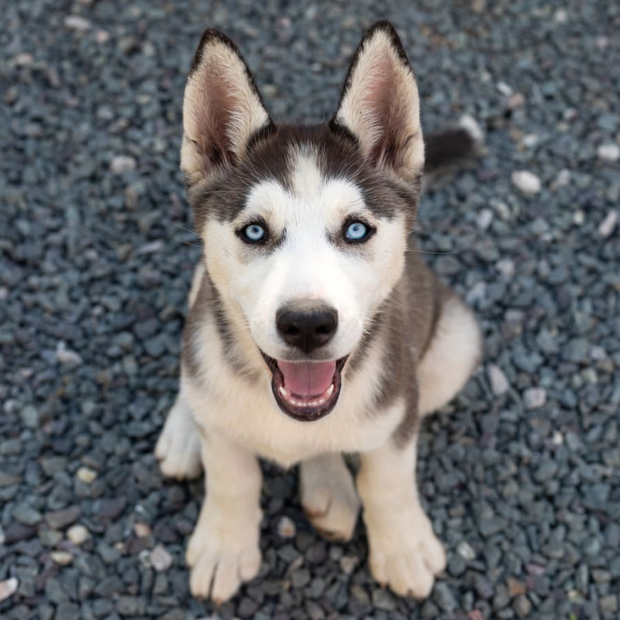 Neutering Dog at Wachusett Animal Hospital