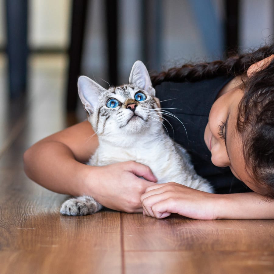 Spaying & Neutering Cat at Westminster