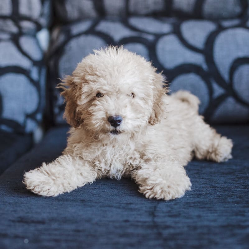 Tibial Tuberosity Advancement, Westminster Veterinarians