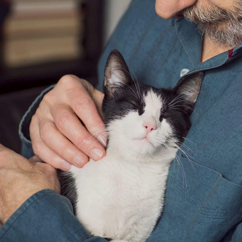 Tibial Tuberosity Advancement, Westminster Veterinarians