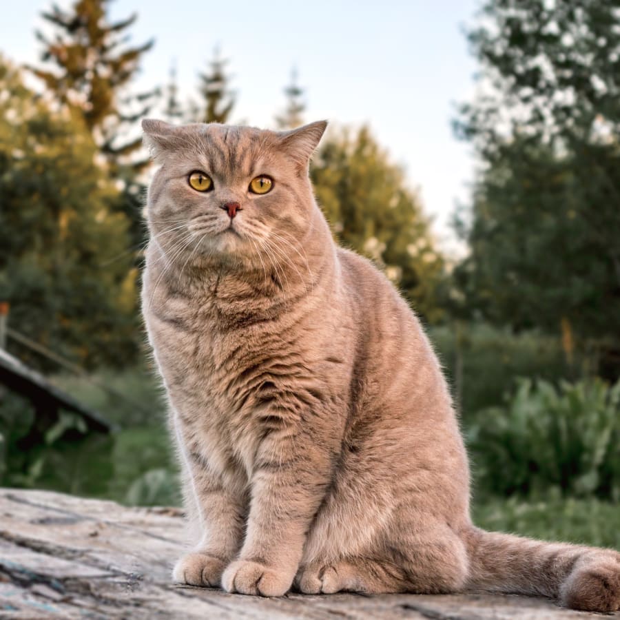 Cat Vaccinations in Westminster